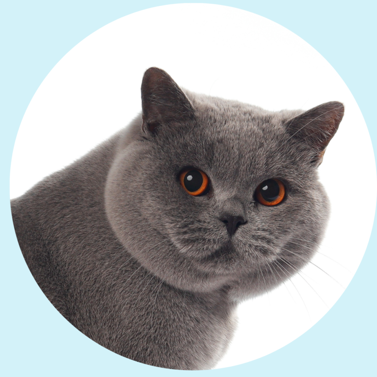 Ferrero, gato British Shorthair en Colombia macho reproductor