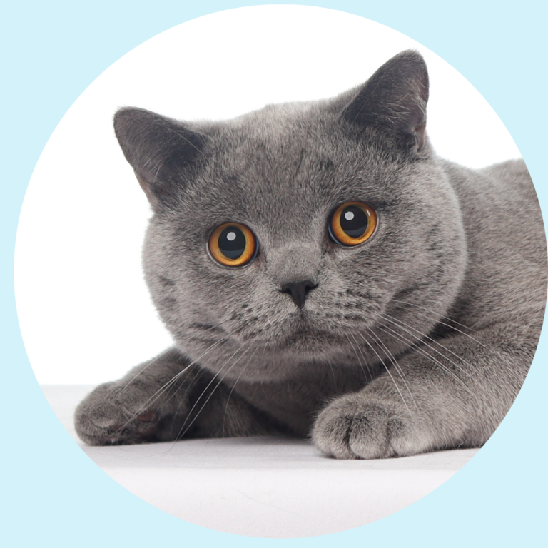 Gato British Shorthair Azul