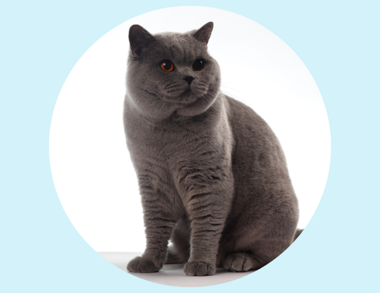 Gato british shorthair colombia