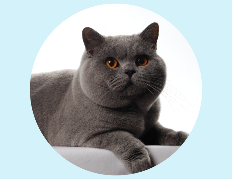 Gato british shorthair colombia