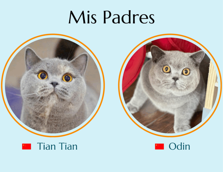 Gato British Shorthair Azul - gato britanico