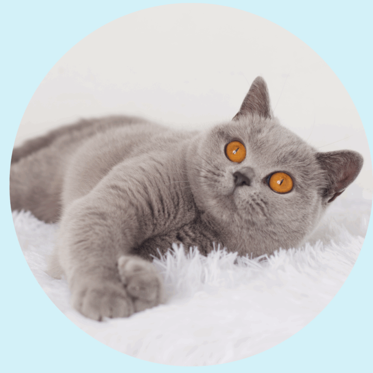 TicTac gata British Shorthair en Colombia