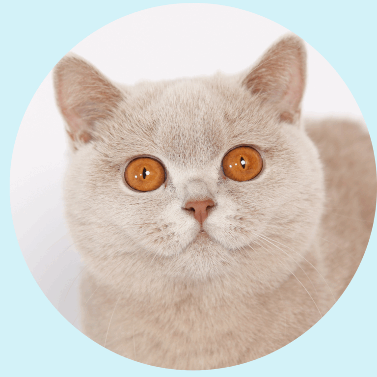 Bombom British Shorthair color fawn en Colombia