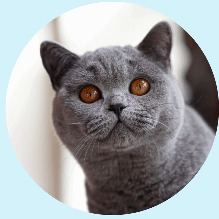 Trululu British Shorthair azul Colombia