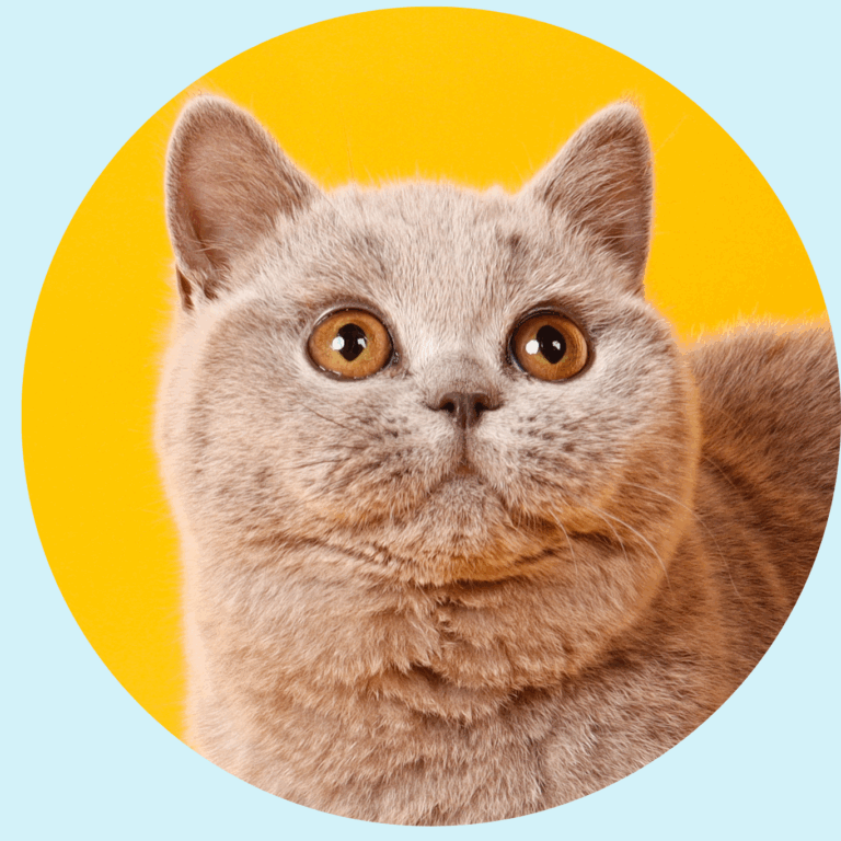 Kinder British Shorthair Colombia