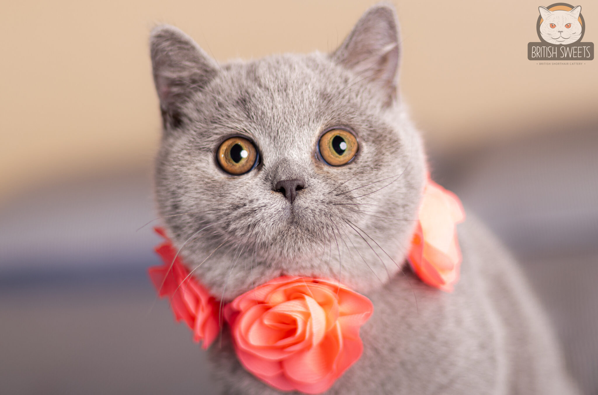 Cachorros British Shorthair