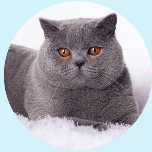 Snicker Britishsweets - gato britanico pelo corto colombia