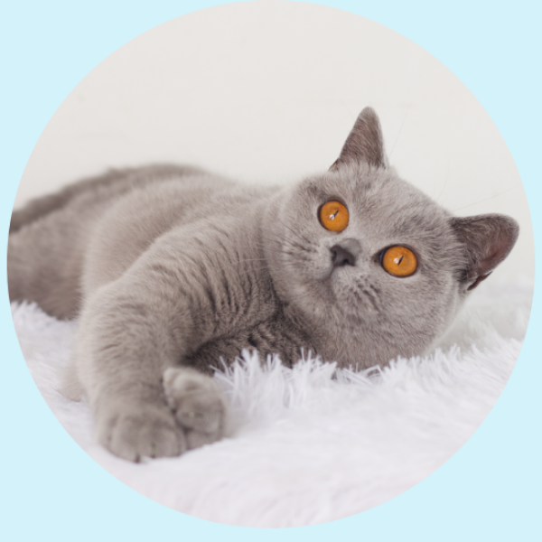 TicTac hija de Kinder British Shorthair
