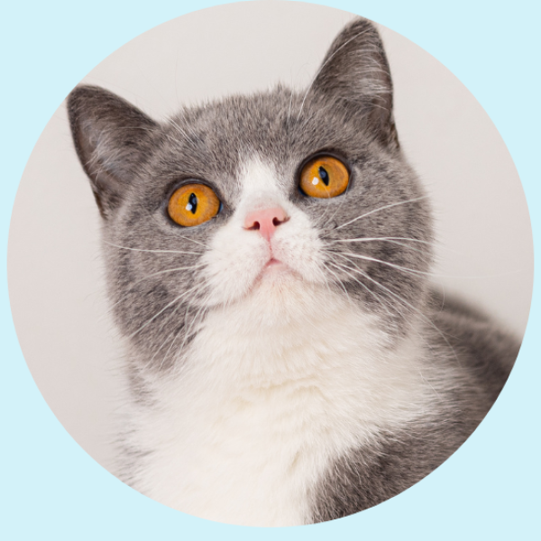 Britishsweets Morita - gato britanico pelo corto colombia