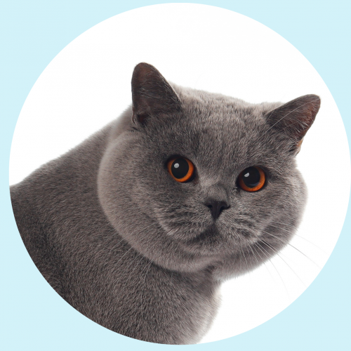 Gato british shorthair colombia