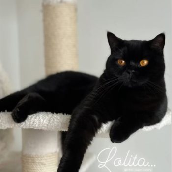 Tiernos gatitos - Colombia - Lolita