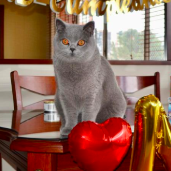 gato britanico - Tiernos gatitos - Colombia - Napoleón